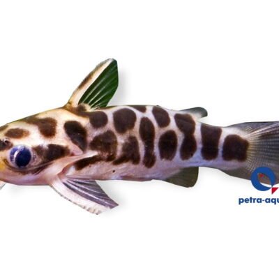 perugiae (1 - 2,5 cm)