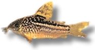Elegant Cory (Corydoras elegans) 2,5–3 cm