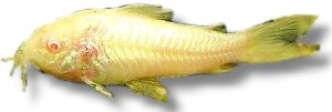 Albino Corydoras (Corydoras aeneus albin) >3,5 cm