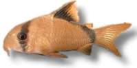 Masked Corydoras (Corydoras metae) 2,5–3 cm