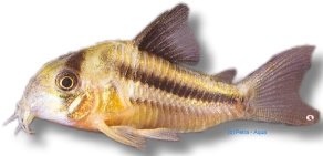 Pink Corydoras (Corydoras axelrodi) 3 cm