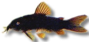 sp. black venezuela (3 - 4 cm)