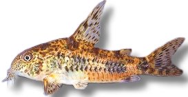 paleatus long fin (3 - 4 cm)