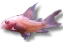paleatus albin long (3 - 4 cm)