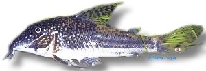 barbatus (3 - 4 cm)