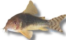 gossei (2,5 - 3 cm)