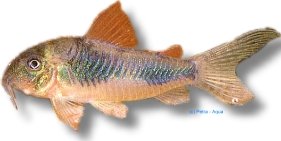 Corydoras ellisae 2,5–3 cm