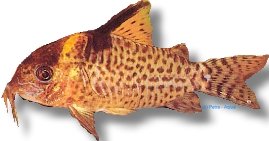False blochi Catfish (Corydoras delfox) 2,5–3 cm