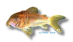 aeneus red neon (2,5 - 3 cm)