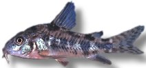 paleatus (2-2,5cm)