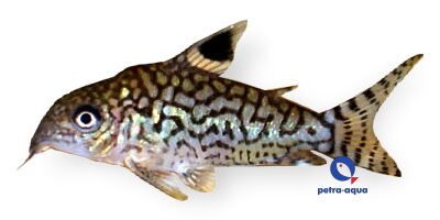 reticulatus (3 - 4 cm)