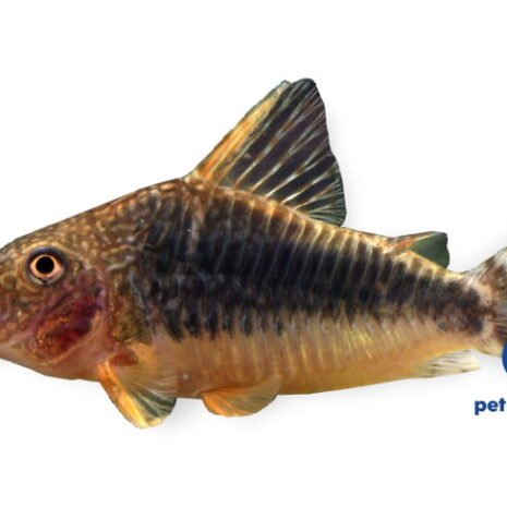 petra-8484