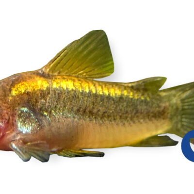 gold laser sp. CW010 (2,5 - 3 cm)