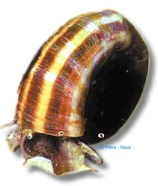 rotula (1,5 - 2 cm)
