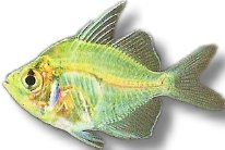 Glass Perch, Glassfish, Ind (Ambassis Chanda lala ranga) >2,5 cm