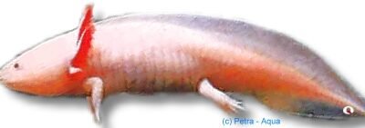/axolotl/ mix color (9 - 11 cm)