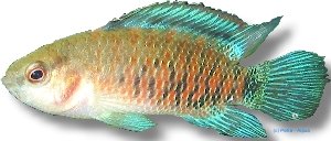 Dwarf Chameleon Fish, Chame (Badis badis blue) 3–4 cm