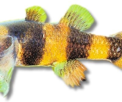 xanthozona (2,0 - 2,5 cm)
