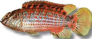 Dwarf Chameleon Fish, Chame (Badis badis) 3,5–4 cm