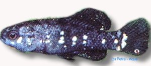 Dwarf Sunfish, Pygmy Sunfis (Elasoma evergladei) >3 cm