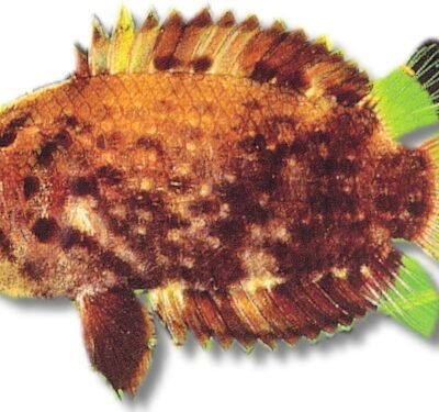 schomburgki (3,5 - 4 cm)