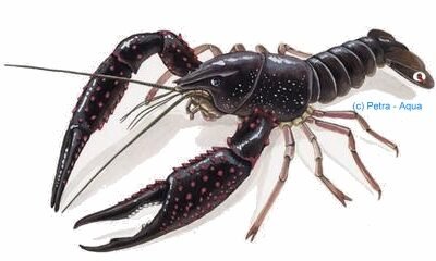 troglodites blue (4 - 5 cm)