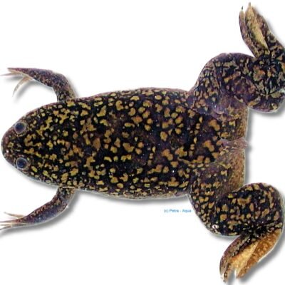 African clawed frog (Xenopus laevis) 3 cm