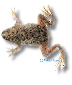 spec. (2-2,5 cm)