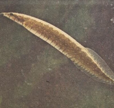 pancalus (8 - 10 cm)