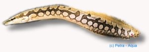 Tire track Eel (Mastacembelus argus) 8–10 cm