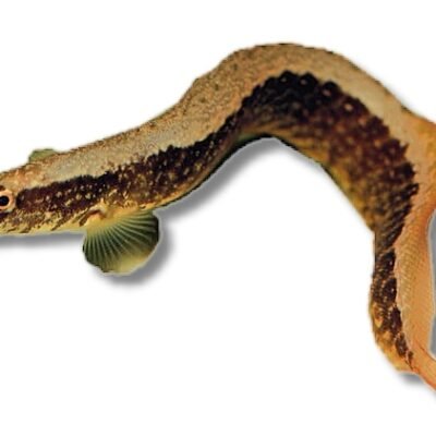 circumcinctus (6 - 8 cm)