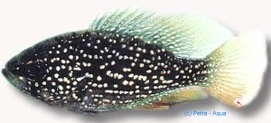 gloriosus (2,5 - 3 cm)