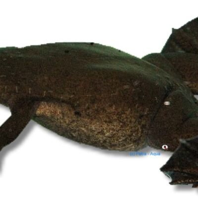 tropicalis (5 cm)