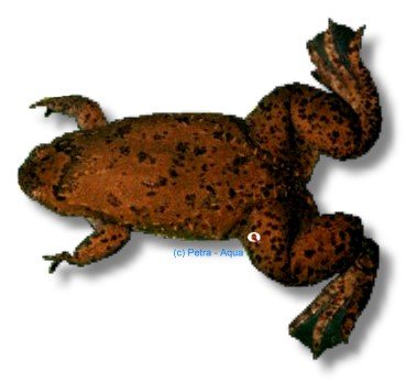Volcano clawed frog (Xenopus amieti) 4 cm
