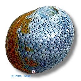 retropictus (2cm)