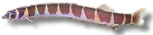 kuhli (5 - 6 cm)