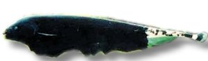 Apteronoid eel, Black ghost (Apteronotus albifrons) 10 cm