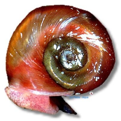Marisa cornuarietis red 1–2 cm