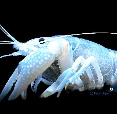 Crayfish blue pearl (Procambarus alleni blue) 5–8 cm
