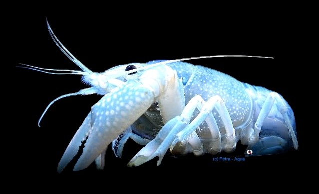 petra-9107 Crayfish blue pearl (Procambarus alleni blue) 5–8 cm
