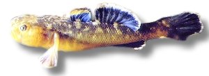 Desert Goby (Chamidogobius eremius) >5,5 cm