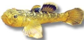 Desert Goby Gold (Chamidogobius eremius gold) 4–5 cm