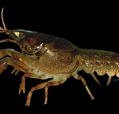 patzcuarensis schoko (2,5 - 3,5 cm)