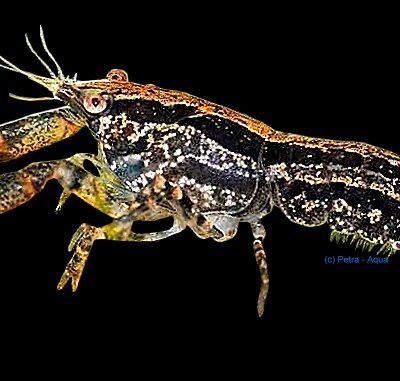 Cambarellus texanus 2–3 cm