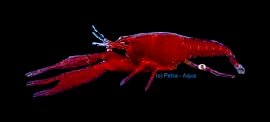 lobster (5 - 6 cm)
