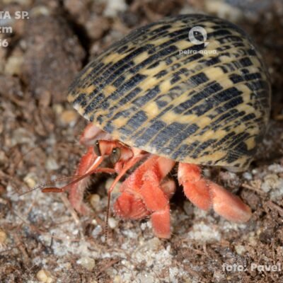 sp. (2,5 - 3 cm)