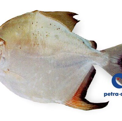 torquatus (4 - 5 cm)