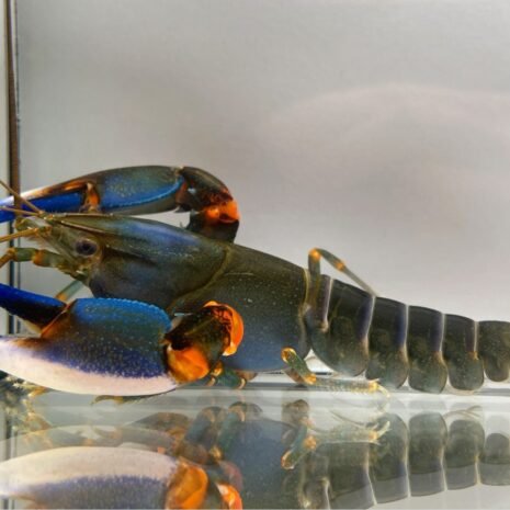 petra-9167 Cherax sp. papua blue kong 7–10 cm