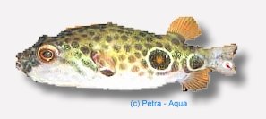 leiurus (4 - 5 cm)