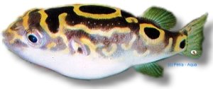Eyespot pufferfish (Tetraodon biocellatus) 2–3 cm